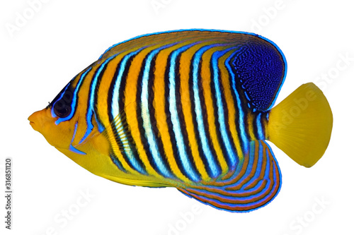 Tropical coral fish Angel fish, Royal angelfish, Pygoplites diacanthus isolated on white background