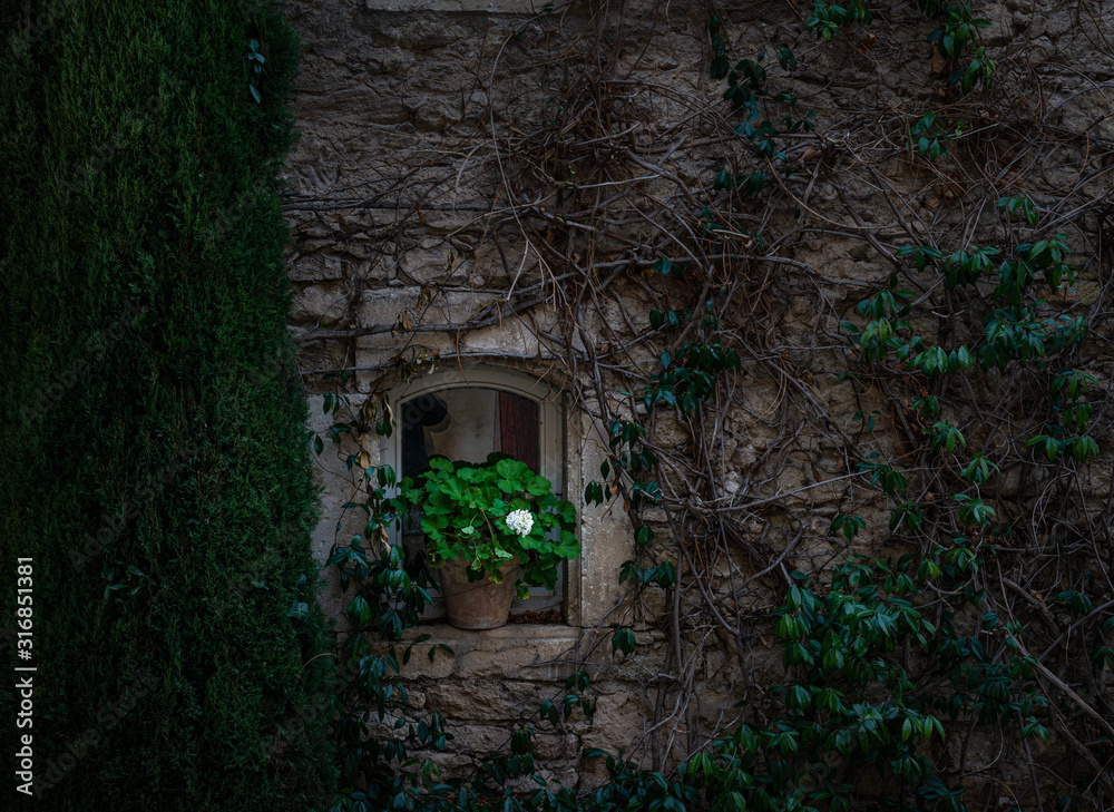 white geranium on window sill in provence ,south of France. white geranium on window sill in provence ,south of France.