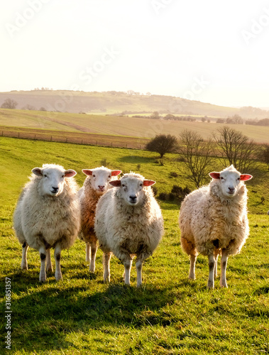 Fotografia Four sheep in a row in a field looking at the camera, behind are rolling hills,