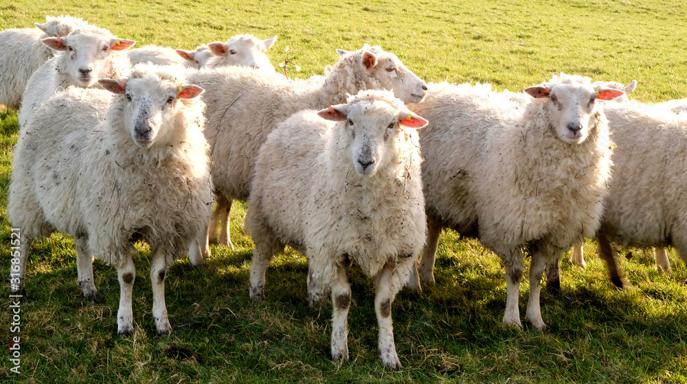 Fototapeta premium Three sheep in a row in a field looking at the camera with a flock of sheep behind