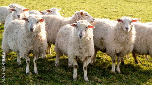 Canvastavla Three sheep in a row in a field looking at the camera with a flock of sheep behi