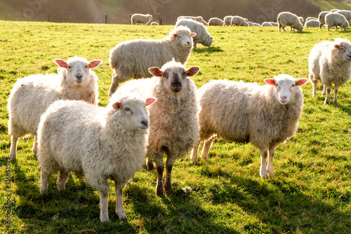 four sheep in a row in a field looking at the camera, in the distant are more sheep grazing in the field, the sun is shining