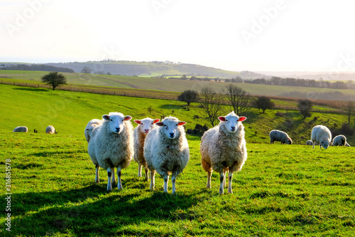 four sheep in a row in a field looking at the camera