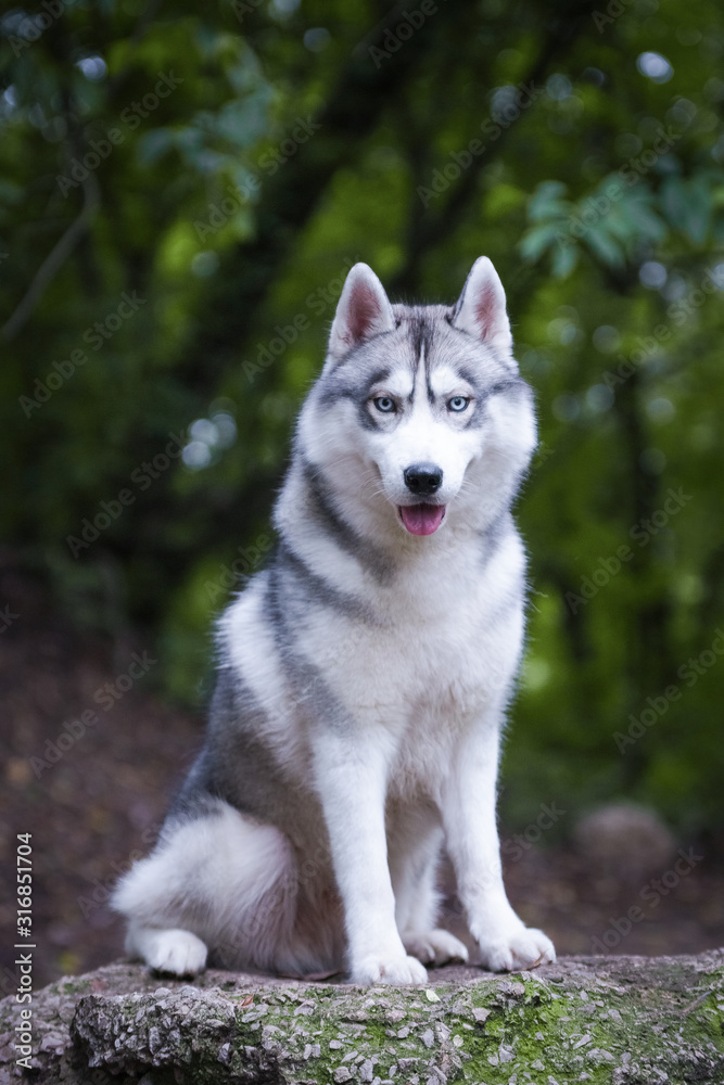 Gray beautiful husky dog is sitting on a big stone.