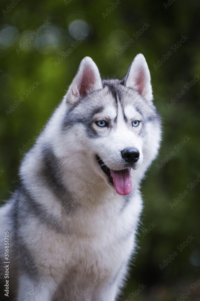 Portrait of a gray beautiful husky dog