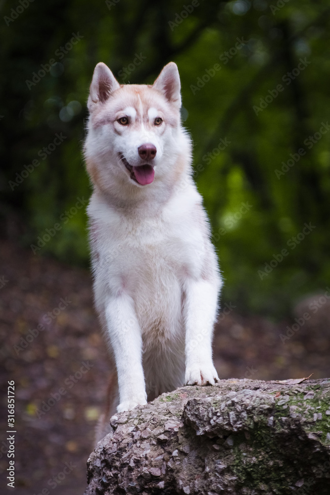 Beautiful red-haired husky dog paws on a stone
