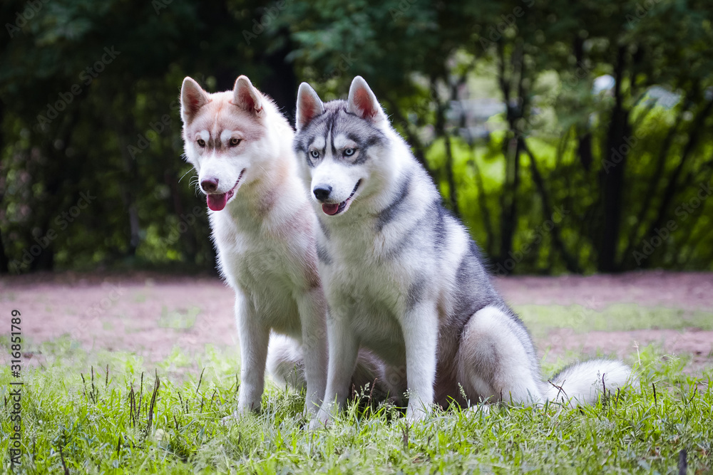 Red and gray husky dogs sit on the grass