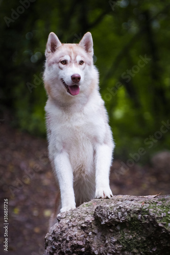 Beautiful red-haired husky dog paws on a stone