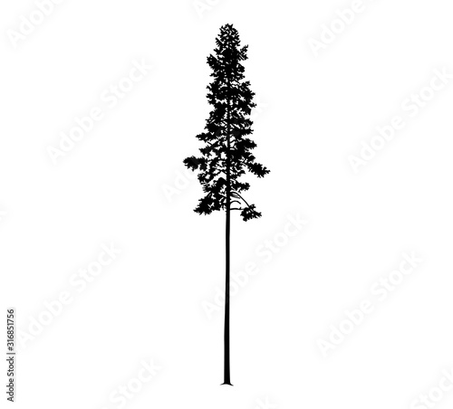 Silhouette of tall skinny pine tree. Hand made.