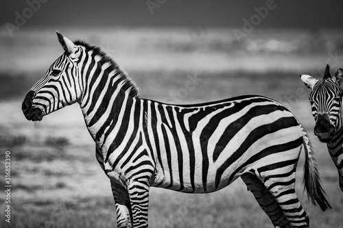 Zebra