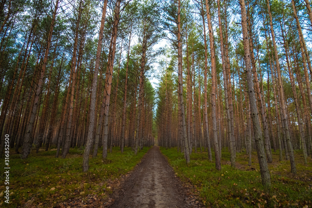 Road through the middle of the forest, Sunny day in Zelizy, The Central Bohemian Region of the Czech Republic. Road through the middle of the forest, Sunny day in Zelizy, The Central Bohemian Region of the Czech Republic.