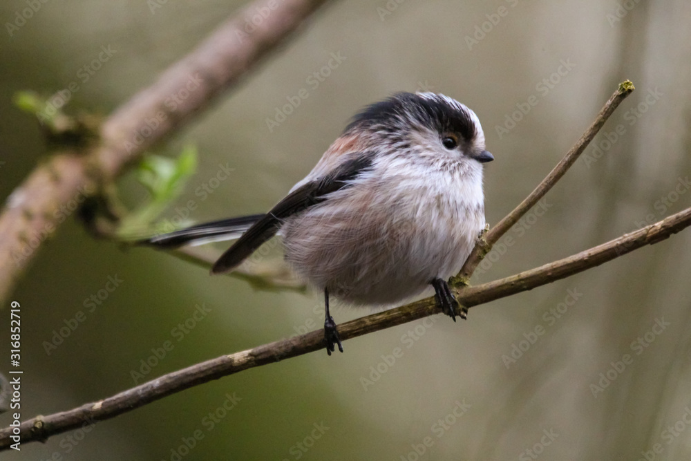Obraz premium long tailed tit