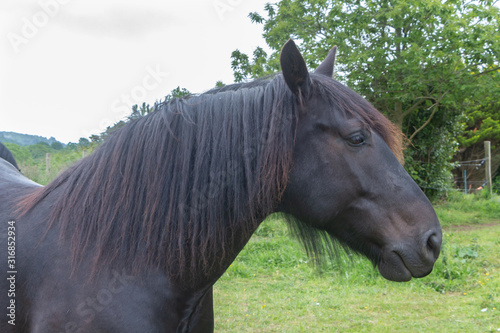 Head of a black merens horse in a field © oceane2508