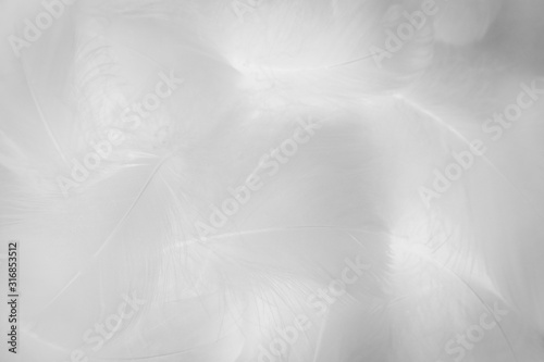 Beautiful abstract colorful black and white feathers on white background and soft gray feather texture on white pattern and gray background. black feather texture, white love banners valentine day. © Weerayuth