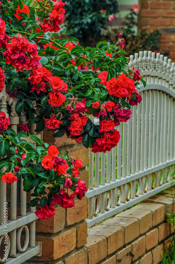 A bush of red roses growing near a beautiful fence.