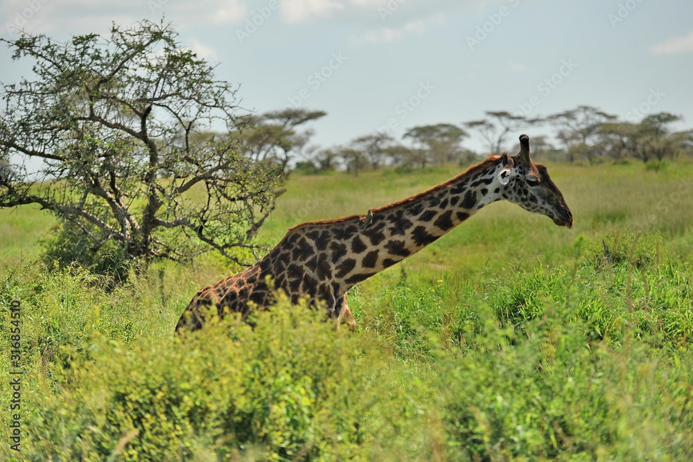 Fauna of the Serengeti park in Tanzania. Fauna of the Serengeti park in Tanzania.