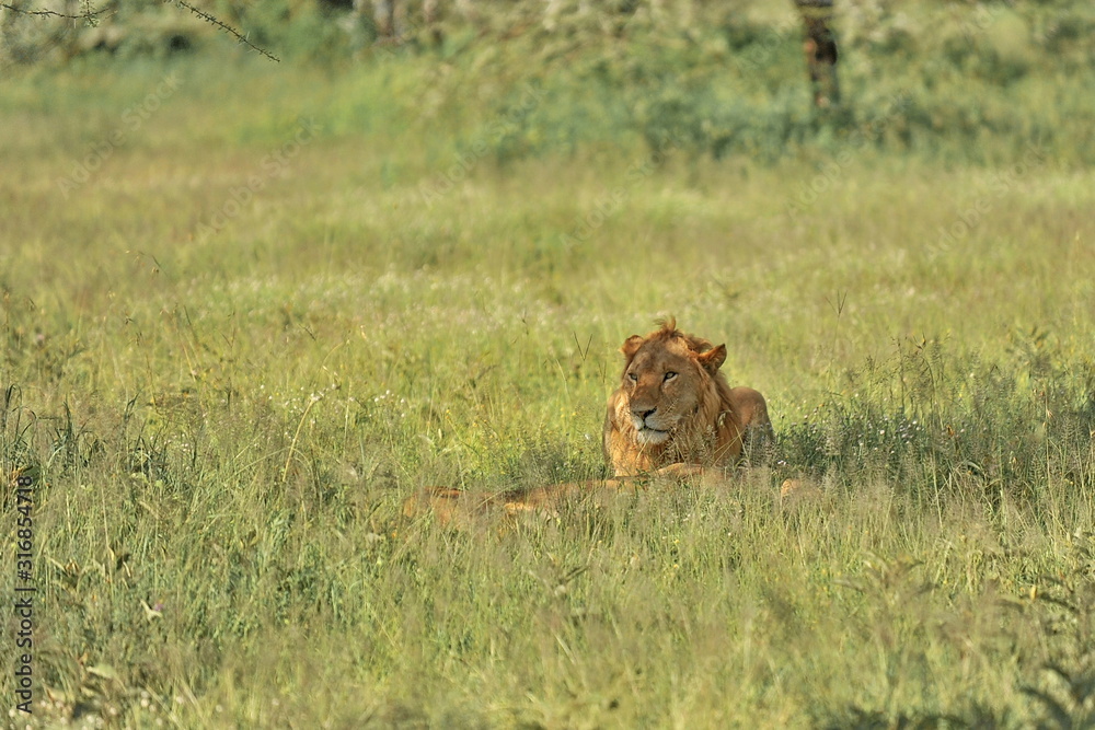 Naklejka premium Fauna of the Serengeti park in Tanzania.