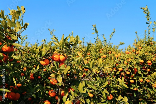 Mandarin trees plants plantation in Jeju island South Korea the island of clementines winter fruits 