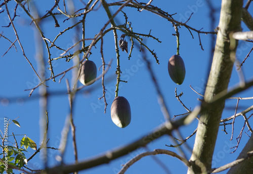 Branches and twigs and seed pods of a Chorisia Insignis white flowering Floss Silk Tree Bombacaceae on a winter day in California photo