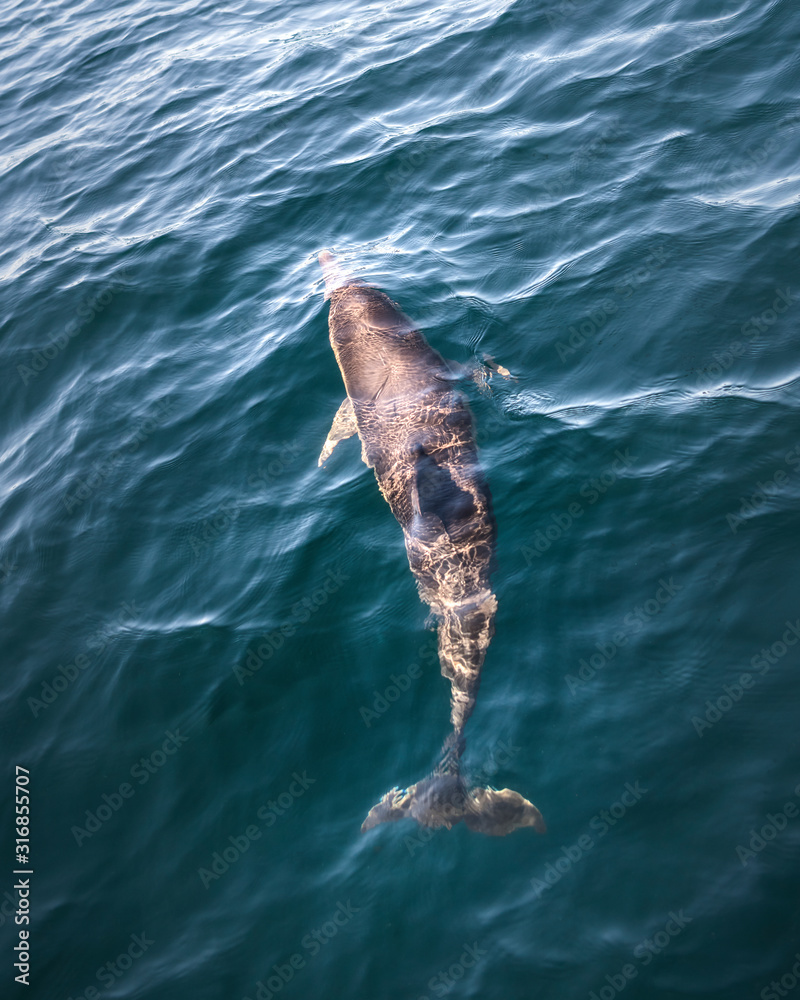 Fototapeta premium Dolphins in the wave, Australia