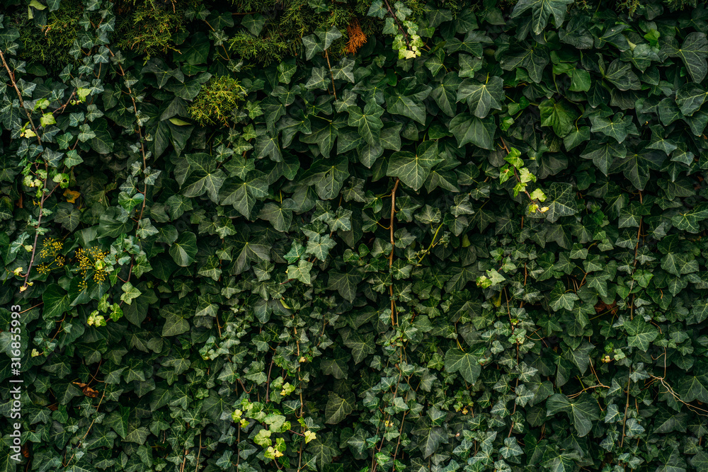 Ivy plant wall. Natural green leaves wall background, No pattern. Ivy plant wall. Natural green leaves wall background, No pattern.