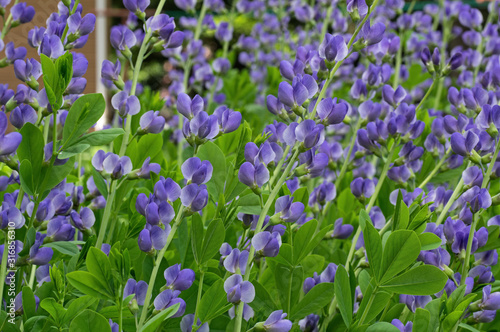 Baptisia australis, commonly known as blue wild indigo or blue false indigo on a cloudy day in the garden. It is a flowering plant in the family Fabaceae and is toxic.