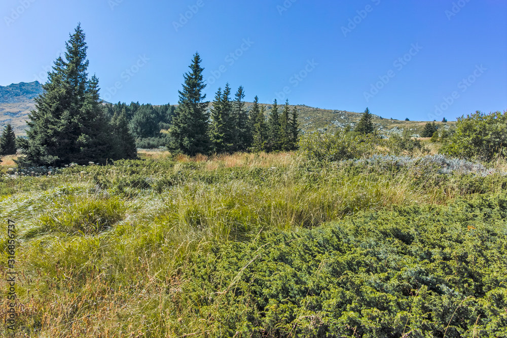 Autumn landscape of Vitosha Mountain, Bulgaria Autumn landscape of Vitosha Mountain, Bulgaria