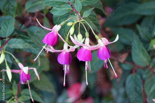 Fuchsie photo