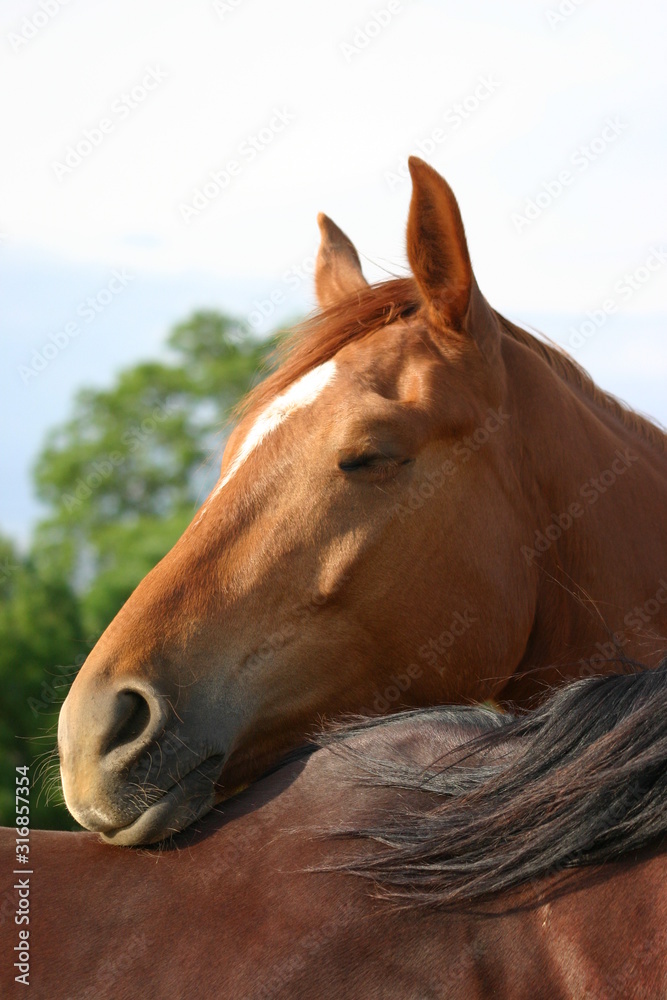 Fototapeta premium CAVALLO SAURO