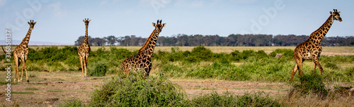 giraffe in kenya