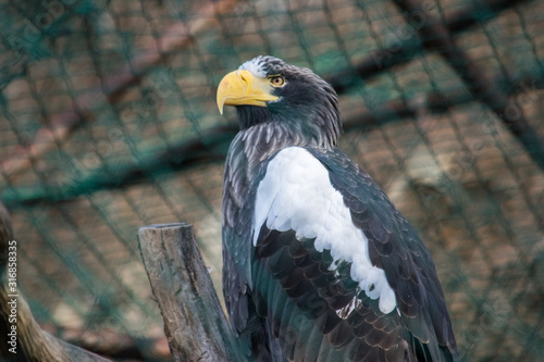 Closeup of an eagle's head with a yellow beak