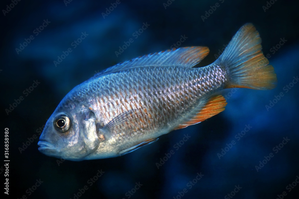 Copadichromis borleyi Kadango female Copadichromis borleyi Kadango female