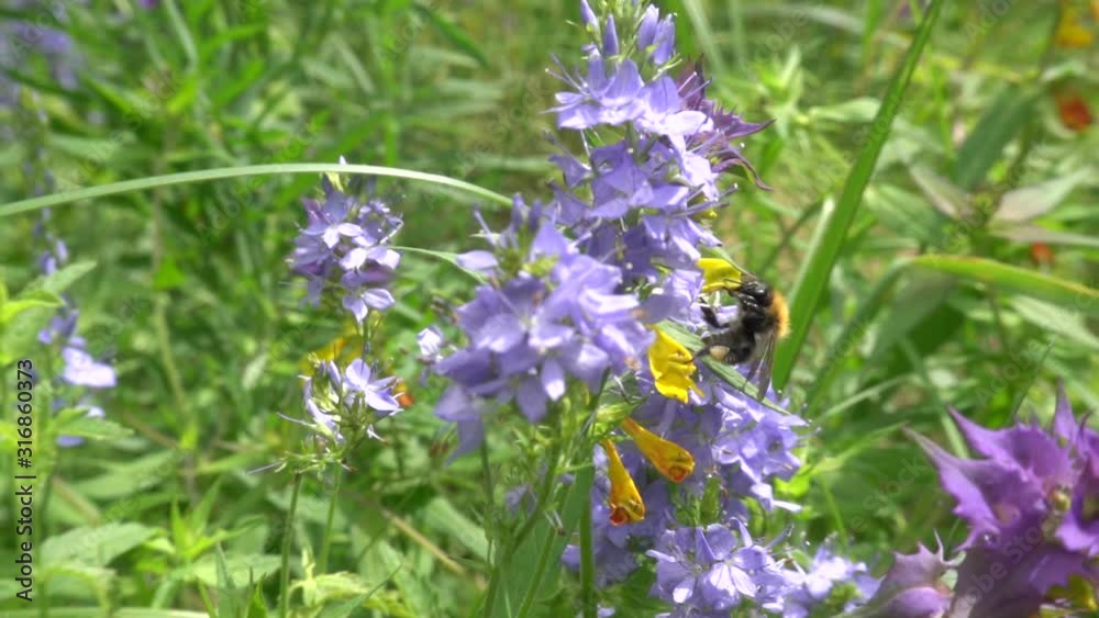 Bumblebee feeds on wildflowers and flies away, close up. Slow motion, 240 fps Bumblebee feeds on wildflowers and flies away, close up. Slow motion, 240 fps