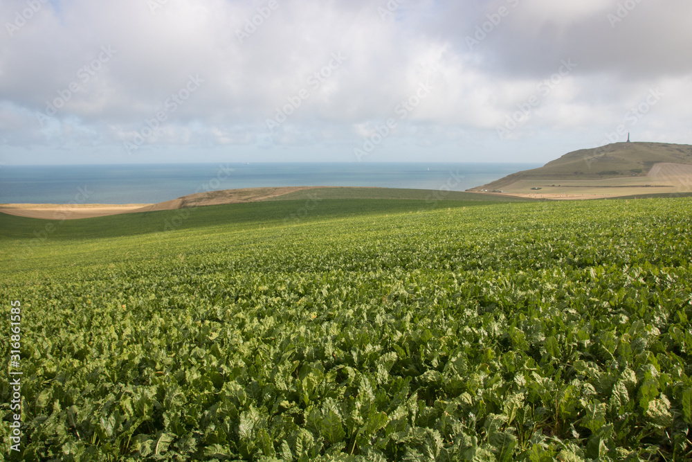 paysage des deux caps dans le Nord: champs, collines et mer