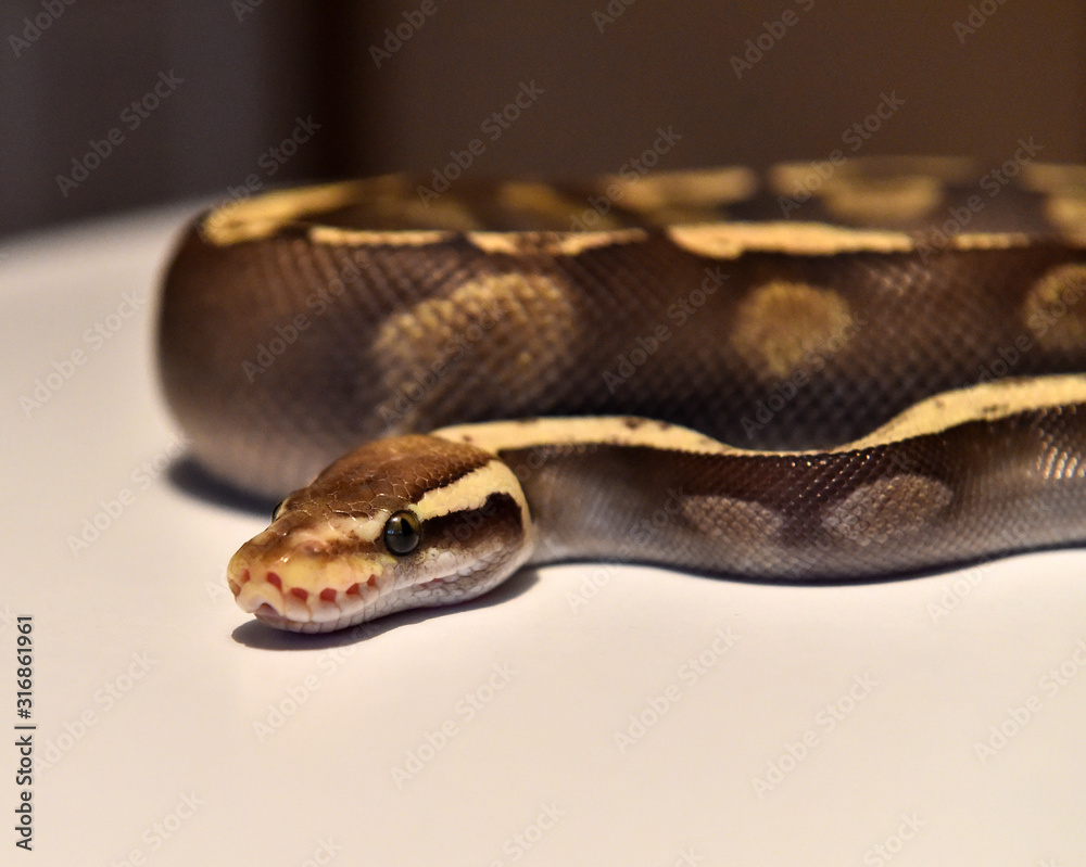 serpiente serpiente
