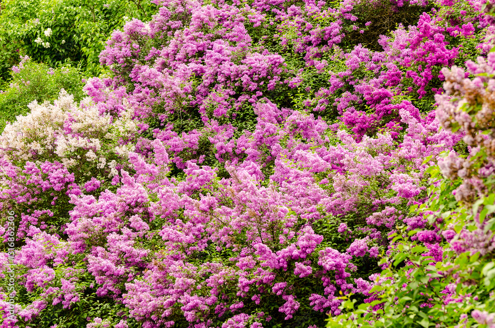Plenty of lilac bushes blooming in a garden. Bright purple background full of lilac blooming. Plenty of lilac bushes blooming in a garden. Bright purple background full of lilac blooming.