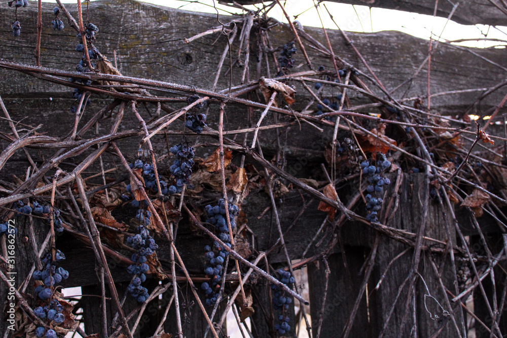 dry grapes on a vine in autumn 