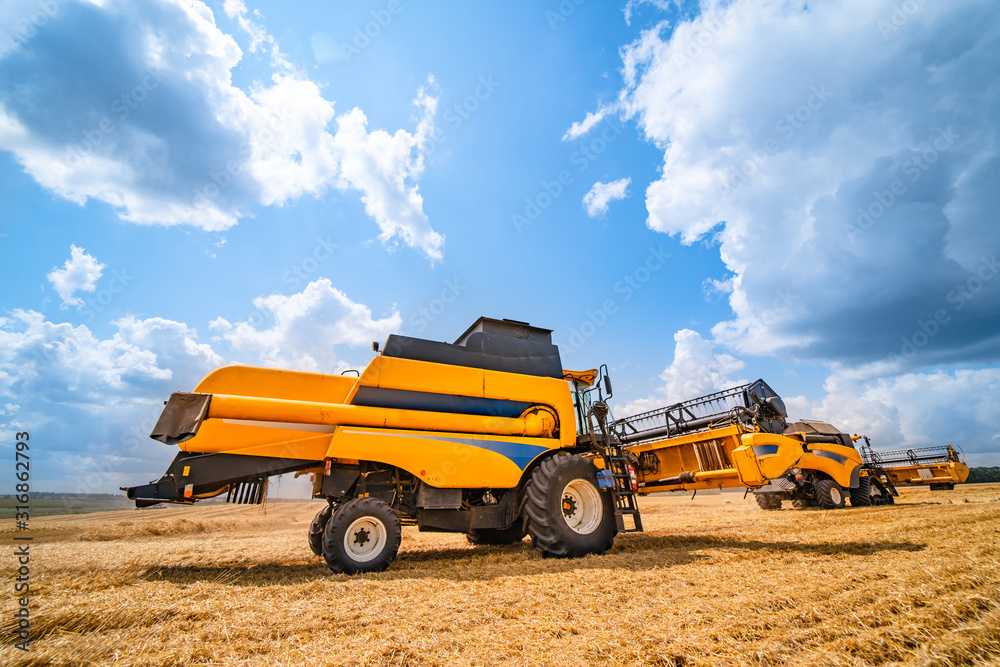 Fototapeta premium Combine harvester in action on wheat field. Harvesting is the process of gathering a ripe crop from the fields.