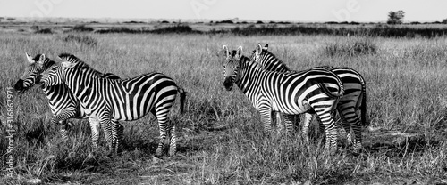 herd of zebras