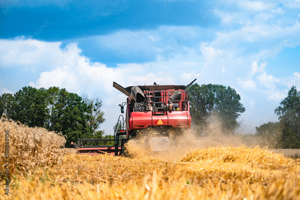 Obraz premium Combine harvester at work harvesting a field of wheat. Harvesting ripe crop from the fields.