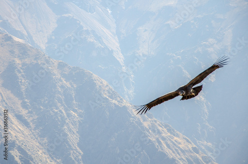 A condor flying between the narrow walls of calca canyon