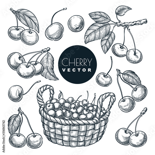 Cherry berries sketch vector illustration. Sweet berries harvest in basket. Hand drawn garden agriculture and farm.