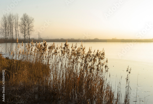 Winter landscape on the lake in the evening  reed lit by the sun