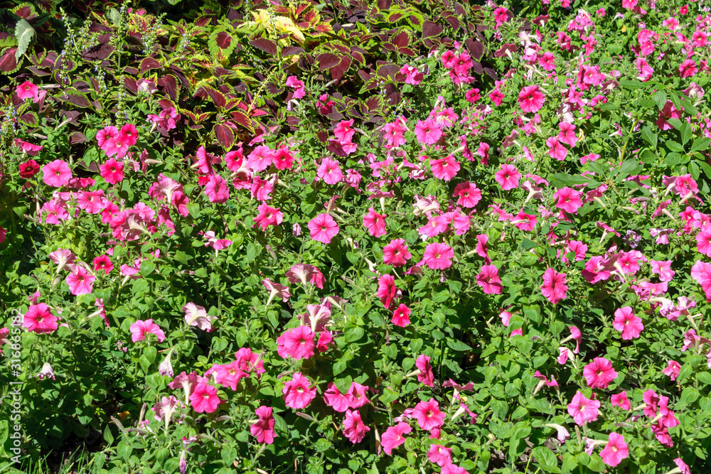 Pink petunias and coleus bloom in the flowerbed.