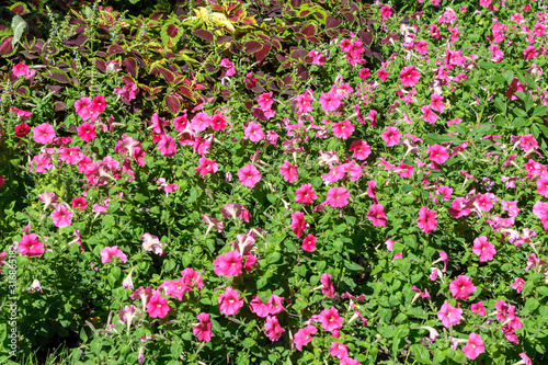 Pink petunias and coleus bloom in the flowerbed.