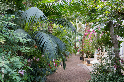 Photography Botanical garden in Vienna Palmenhaus with a tropical plants and trees, Austria