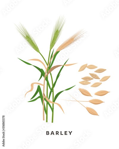Barley cereal grass and grains - vector botanical illustration in flat design isolated on white background.