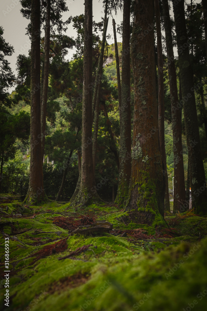 Fototapeta Portugal árvores na floresta com vegetação verde