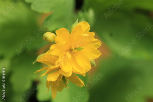 yellow flower