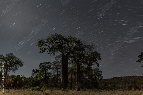 Baobás brasileiros - Árvore Embaré em foto noturna